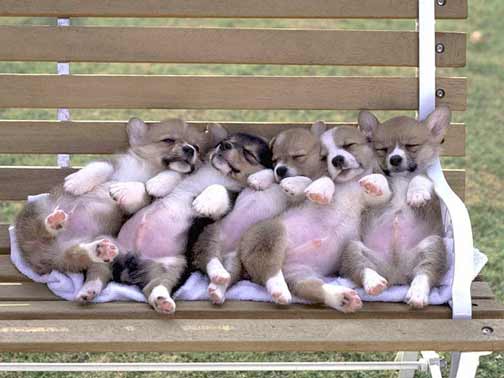 puppiesonbench.jpg