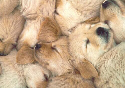 puppy-picture07.jpg