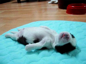puppy-sleeping-on-back-bed.jpg