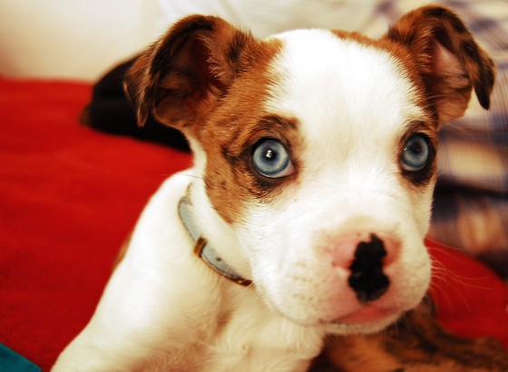 puppy_eyes_560.jpg