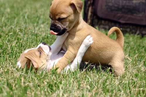 puppylove.gif