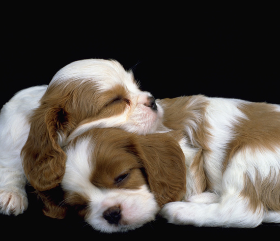 pups.jpg