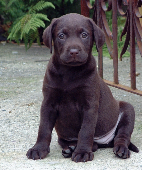 puptum.jpg