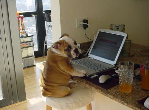 puterpup.jpg