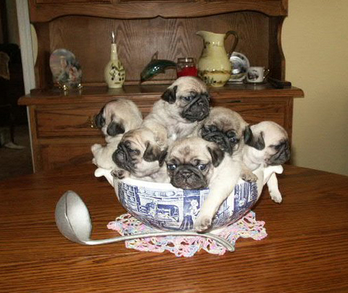 puuuug.jpg