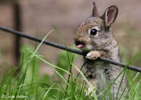 rabbit_tongue_tanja_askani_560.jpg