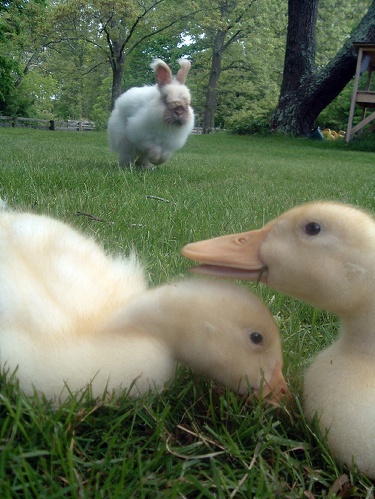 rabbitducks.jpg