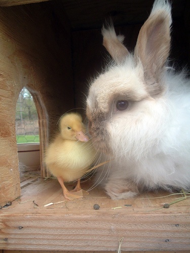 rabbitducks2.jpg