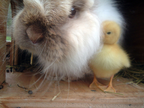 rabbitducks3.jpg