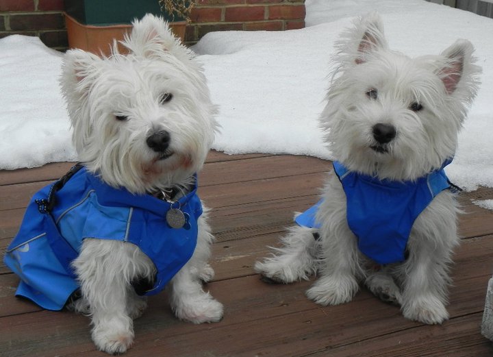 raincoats.jpg