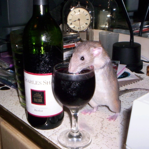 rat_cup1.jpg