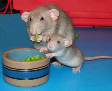 rats.jpg
