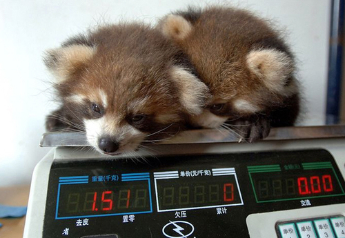 redpanda.jpg