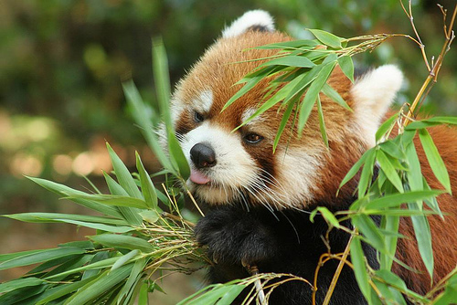 redpandaa.jpg