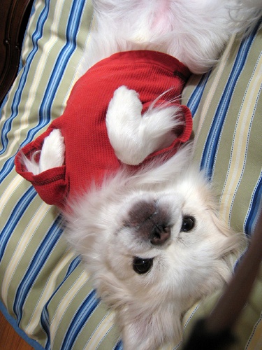 redsweater.gif