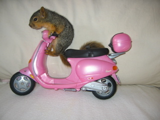 ride2.gif