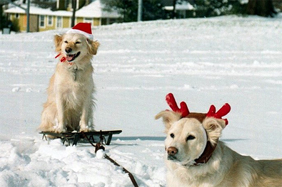 rudolph-dog-pulling-santa-dog-on-sleigh.jpg