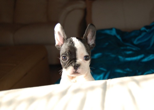 ruppy_pabbit_2.jpg