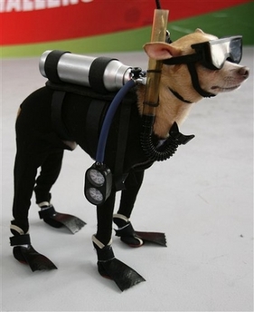scubasteve.jpg