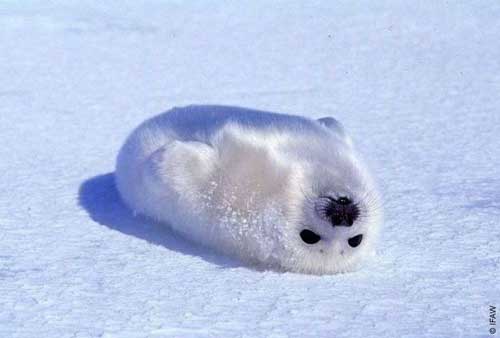 seal.jpg
