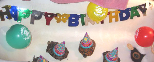 seaweed_birthday_006.jpg