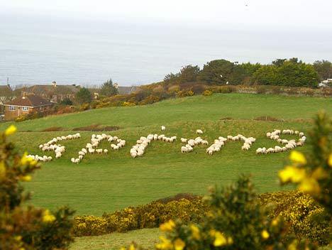 sheepmessage.jpg