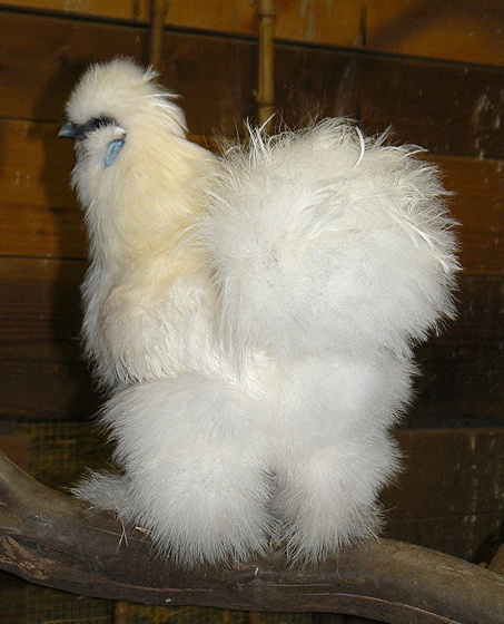 silkeh_tocks3.jpg