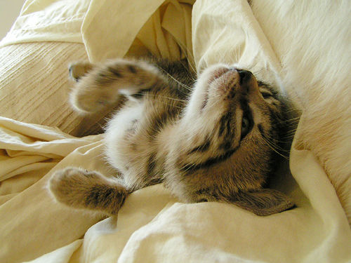 sleepin.jpg