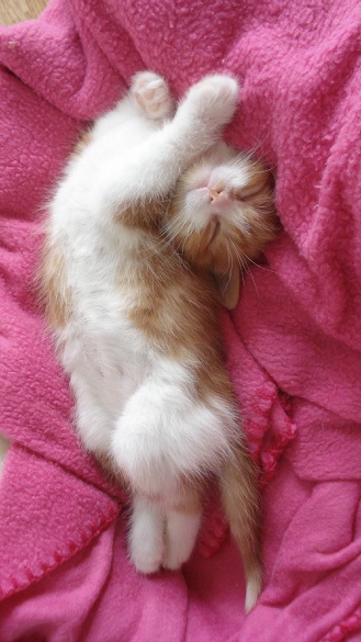 sleepingkitty.jpg