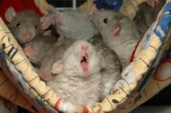 sleepy.jpg