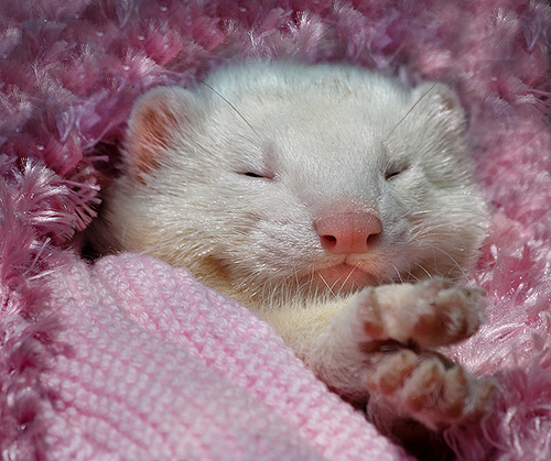 sleepytime.jpg