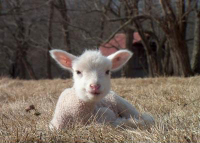 smiling_lamb.jpg
