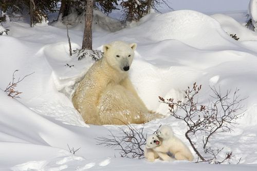 snow4.gif
