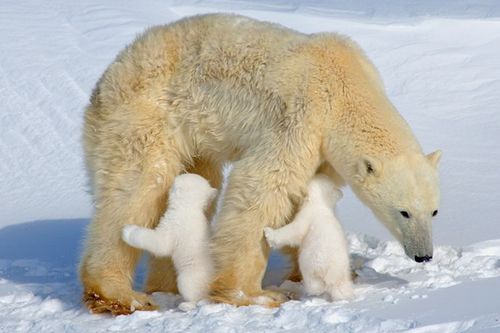 snow5.gif