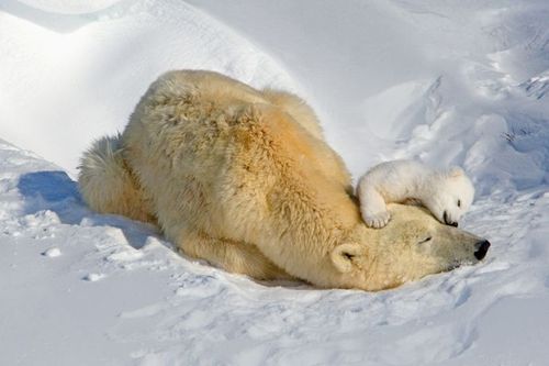 snow6.gif