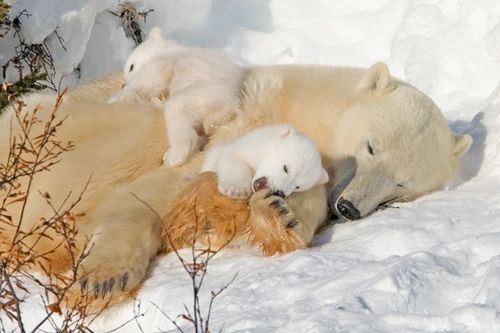 snow7.gif
