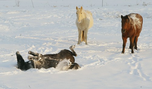 snowangel.jpg