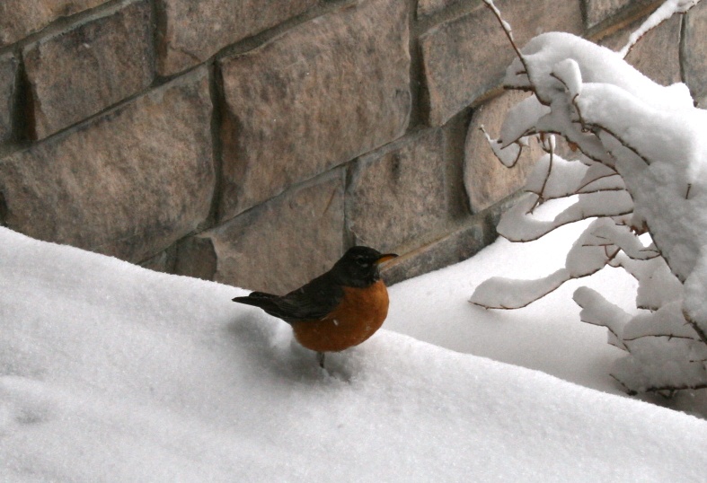 snowapr2008b.jpg