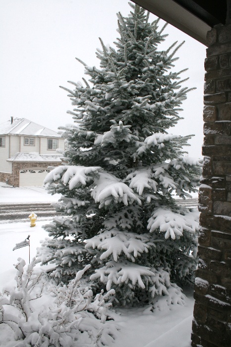 snowapr2008d.jpg