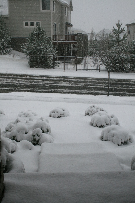 snowapr2008e.jpg