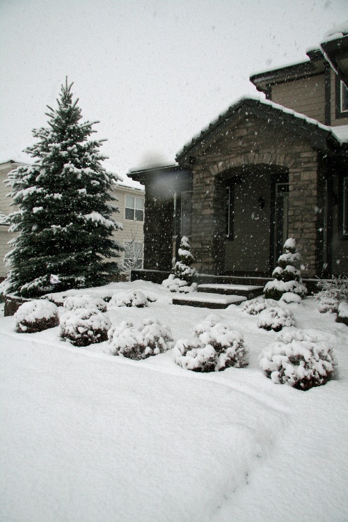 snowapril172009g.jpg