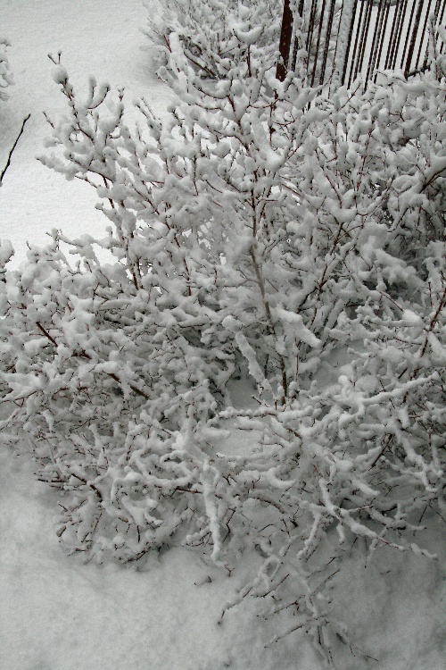 snowapril172009h.jpg
