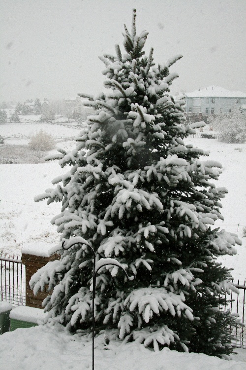 snowapril172009j.jpg