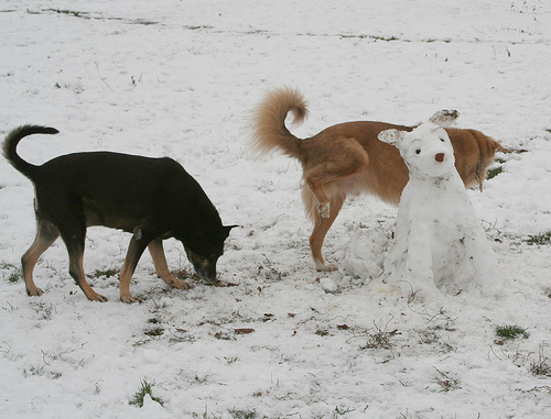 snowp.jpg