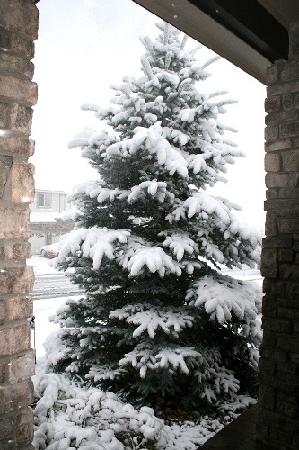 snowpic.jpg