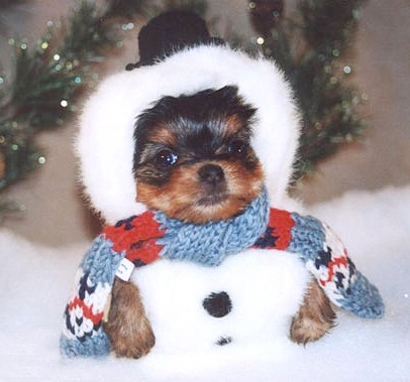 snowpuppy.jpg