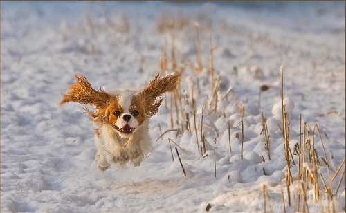 snowrun.gif