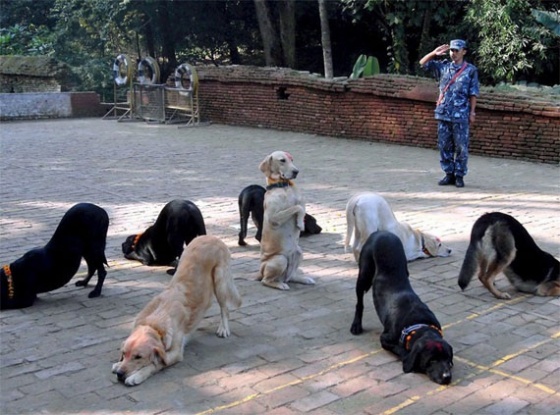 soldierdog.jpg