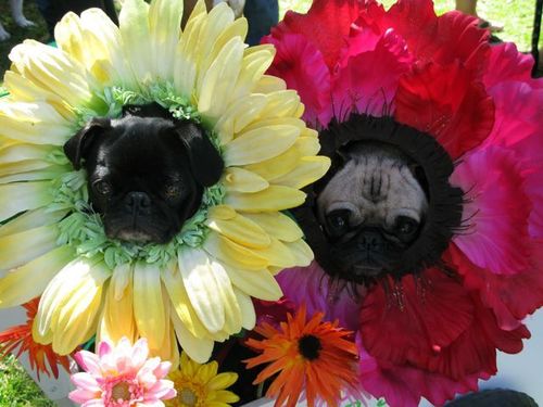 springbabies.jpg