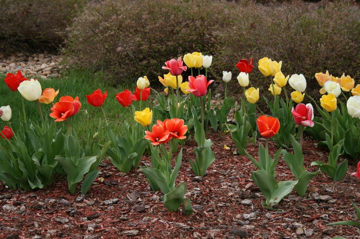 springincolorado.jpg